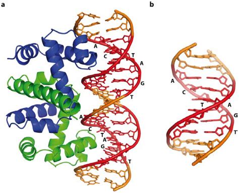 Ijms Free Full Text Making The Bend Dna Tertiary Structure And Protein Dna Interactions