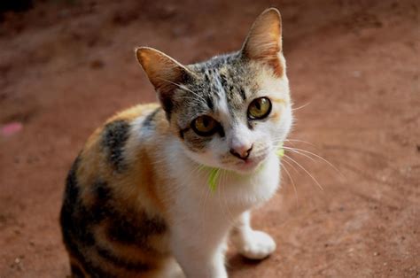 Premium Photo High Angle Portrait Of Cat