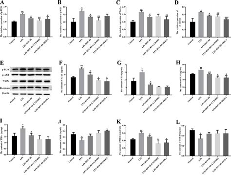 Pi K Akt And Wnt Catenin Pathways Mediated The Regulatory Effects Of