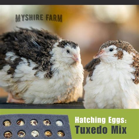 Myshire Farm Coturnix Quail Hatching Eggs Tuxedo Mix Myshire Farm