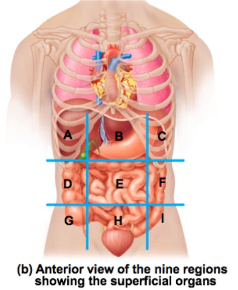 Ch Nine Abdominopelvic Regions Diagram Quizlet