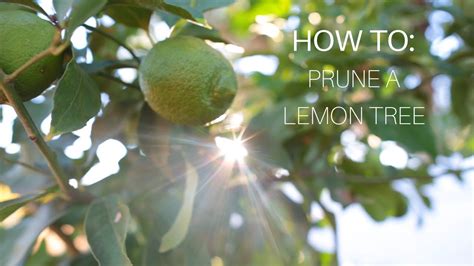 Lemon Tree Pruning Diagram