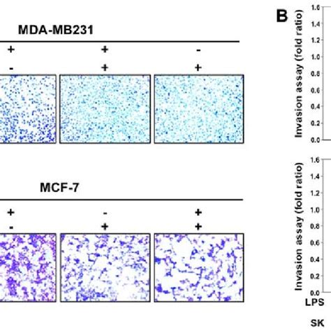 Shikonin Sk Inhibits The Lps Induced Cell Migration Of Mda Mb 231 And Download Scientific