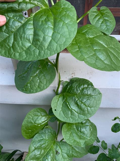 Seeds Edible Ceylon Malabar Spinach Furniture And Home Living