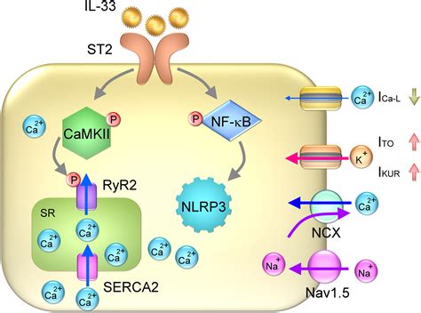 Interleukin 33st2 Axis Involvement In Atrial Remodeling And