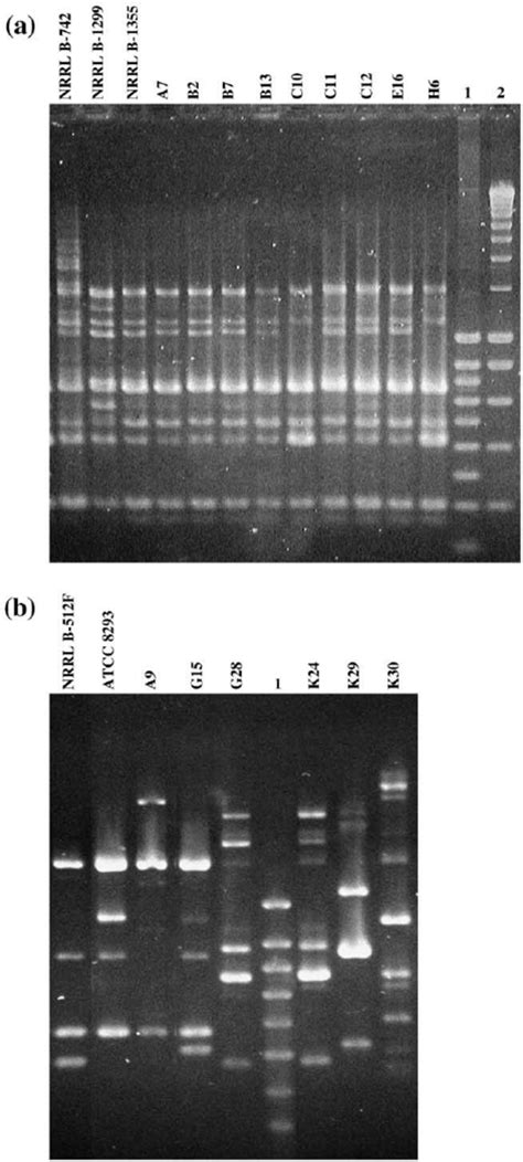 Gtg Pcr Fi Ngerprintings From A Leuconostoc Citreum And B