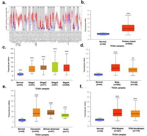 Biological Function Of Foxm1 In Tumors A Expression Of Foxm1 In