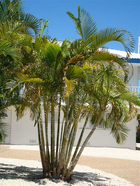 Yellow Butterfly Palm Tree (areca lutescens) – Urban Palms