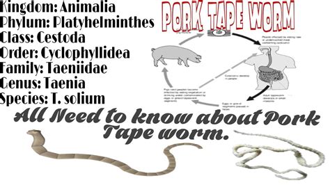 Pork Tape Worm Taenia Solium Morphology Life Cycle And