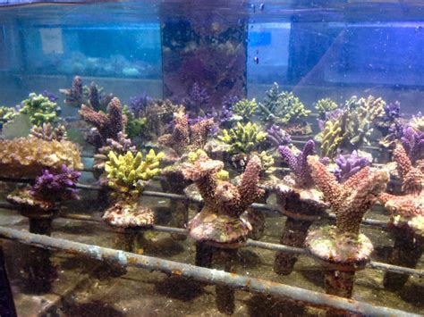 Reefbuilders Indonesia Travelogue How Corals Get From Farm To Tank