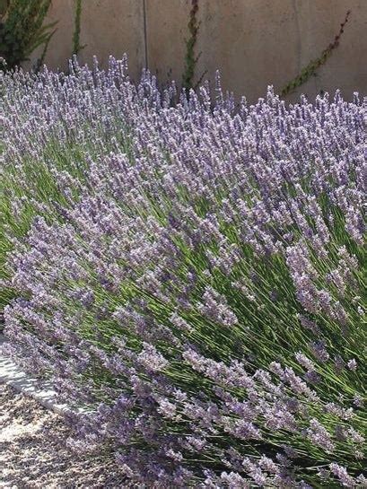 Lavandula X Intermedia Phenomenal Lavender Perennial Farm Marketplace