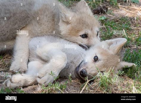 Arctic wolf pups playing Stock Photo - Alamy