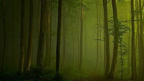 Primavera Percorso Luce Del Sole Arbusti Paesaggio Foresta Natura