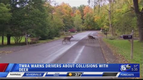 Twra Warns Drivers About Collisions With Deer Youtube