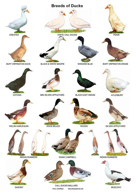 A4 Posters. Breeds of Ducks - Etsy