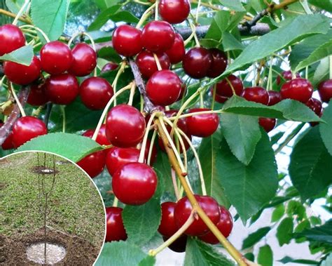 Посадка вишни осенью, весной – когда и как посадить