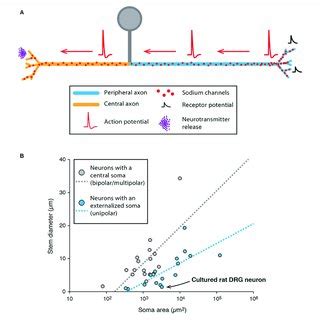 Gonadotropin Releasing Hormone Gnrh Neurons Display A Dendron With