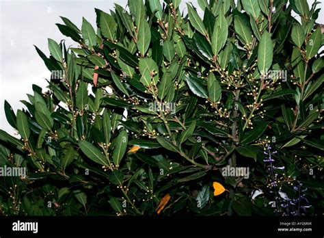 Bay/Laurel/Bay Laurel tree-Laurus nobilis-Family Lauraceae Stock Photo ...