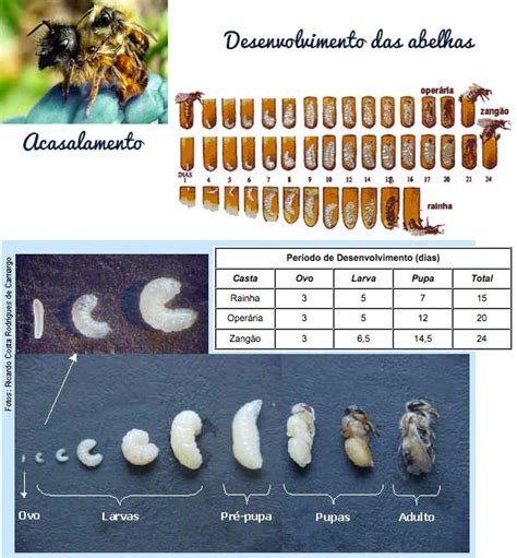 Curiosidades Sobre Abelhas