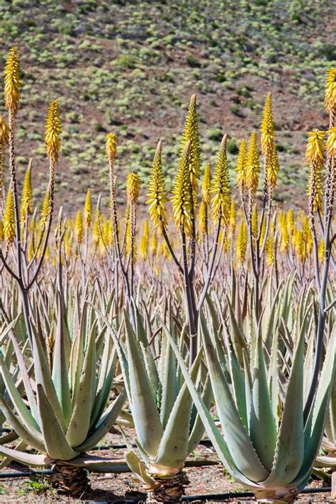 Amazing Aloe Vera Plantation In Gran Canaria Spain Aloe Vera Plants