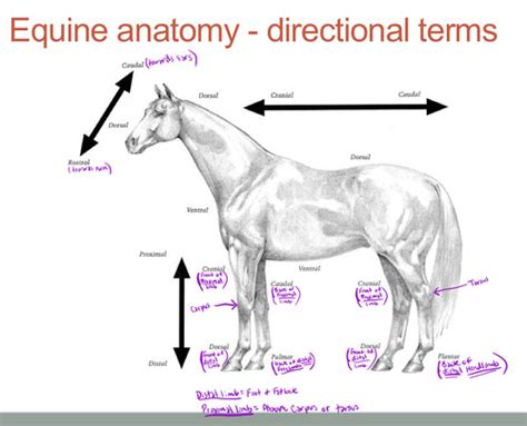 Flashcards Equine Clinical Anatomy Forelimb Hindlimb Quizlet