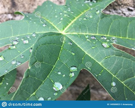 Gotas Bonitas Da Chuva Na Folha Verde Da Papaia Na Frente Do Fundo