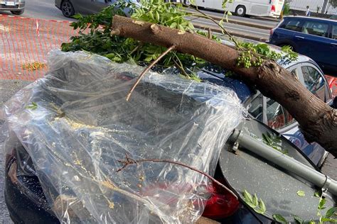 Albero Cade Su Un Auto Dopo Due Giorni Ancora L Nessuno Sa Chi