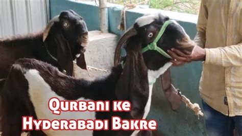 Qurbani Ke Hyderabadi Bakre Chance Ke Bade Bakre In Bangalore Samad