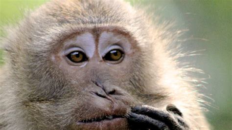 Homepage | Macaques