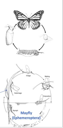 Entomology Quiz Flashcards Quizlet