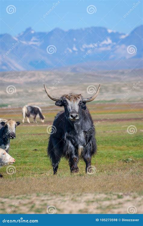 Male Yak In The Pasture Kyrgyzstan Stock Photo Image Of Hiking High