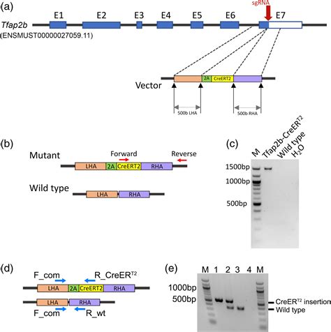 Generation Of Tamoxifen‐inducible Tfap2b‐creert2 Mice Using Crispr‐cas9