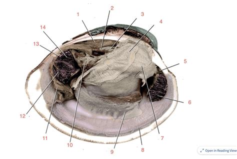 Clam Anatomy Diagram | Quizlet