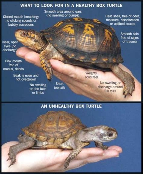 Baby Eastern Box Turtle Habitat