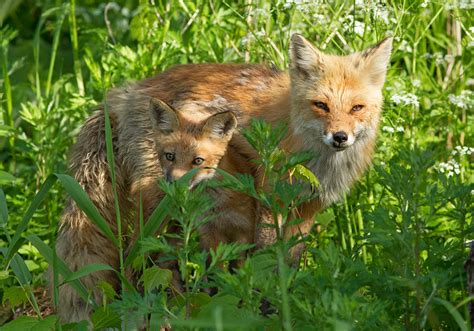 Red fox family Photograph by Mircea Costina Photography | Fine Art America