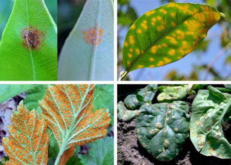 Ferrugem das Plantas O Que é e Como Combater Assim que Faz