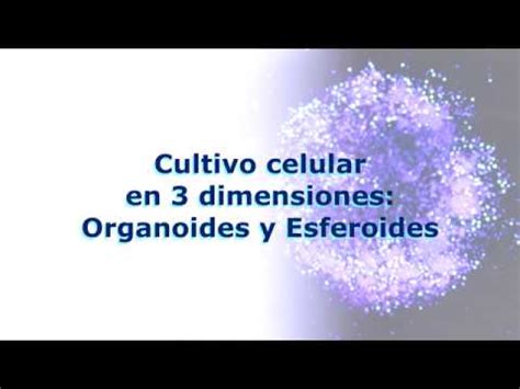 Lei Cultivo Celular En Dimensiones Organoides Y Esferoides Youtube