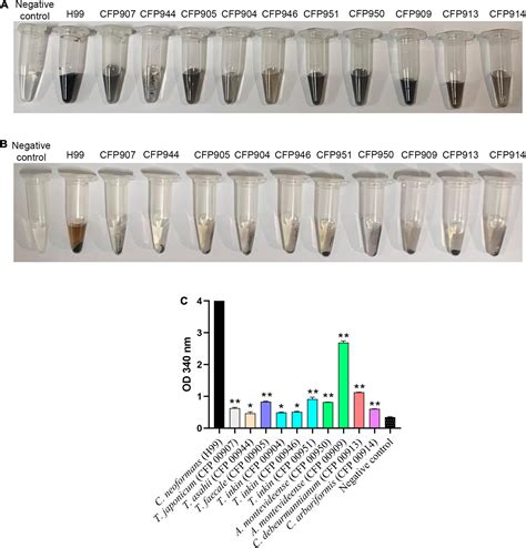 Frontiers Comparative Biophysical And Ultrastructural Analysis Of