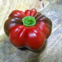 Tomatenpaprika Apfelpaprika Capsicum Annuum Bio Saatgut