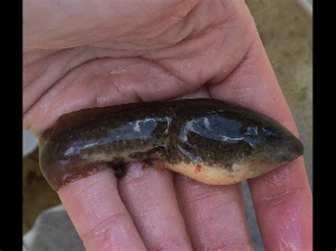 How to catch GIANT TADPOLES Huge Large Bullfrogs Frog Leaches ...