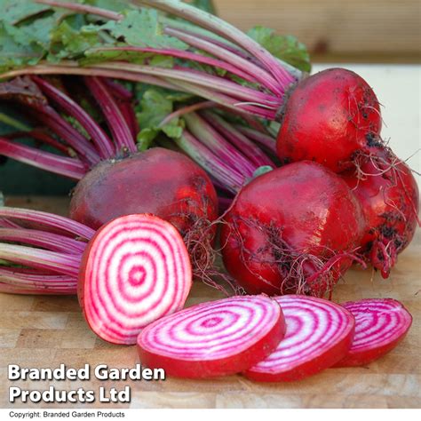 Beetroot Chioggia Kew Vegetable Seed Collection Thompson And Morgan