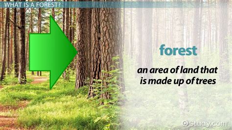 Forest Ecosystem Lesson for Kids - Lesson | Study.com