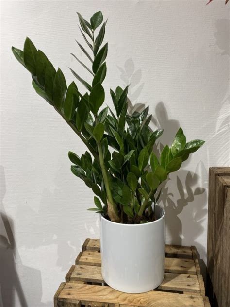 Plante zamioculcas Les Jardins de Lola Fleuriste à Veauche Loire 42