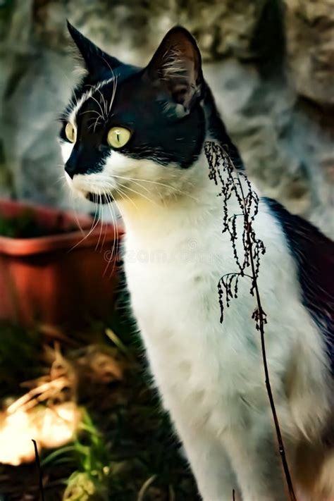 Black And White Cat Sitting In Front Of Stone Wall Stock Image