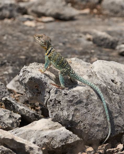 Eastern Collared Lizard Wildlife Of Ridgway State Park · Inaturalist