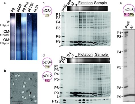 Membrane Fractions Of Cells Expressing Phi6 Proteins P9 And P12 The