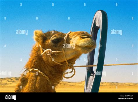 Jesus Parable Camel Eye Of A Needle It Is Easier For A Camel To Go | Images and Photos finder