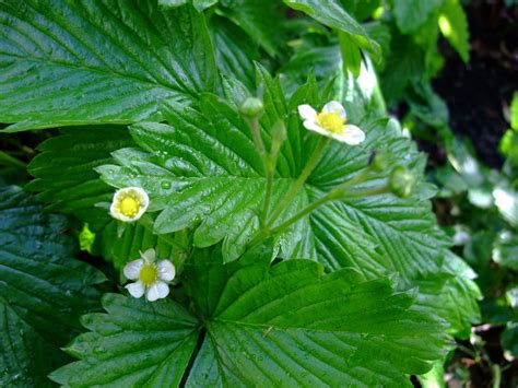 HERBAL PICNIC: WILD STRAWBERRY