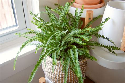 Button Fern Plant
