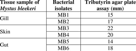 Screening Of Lipase Enzyme Tributyrin Agar Plate Assay Download Scientific Diagram